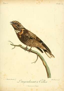 Image of Red-necked Nightjar