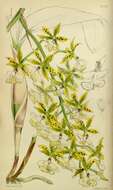 Image of Mr. Stamford’s Epidendrum