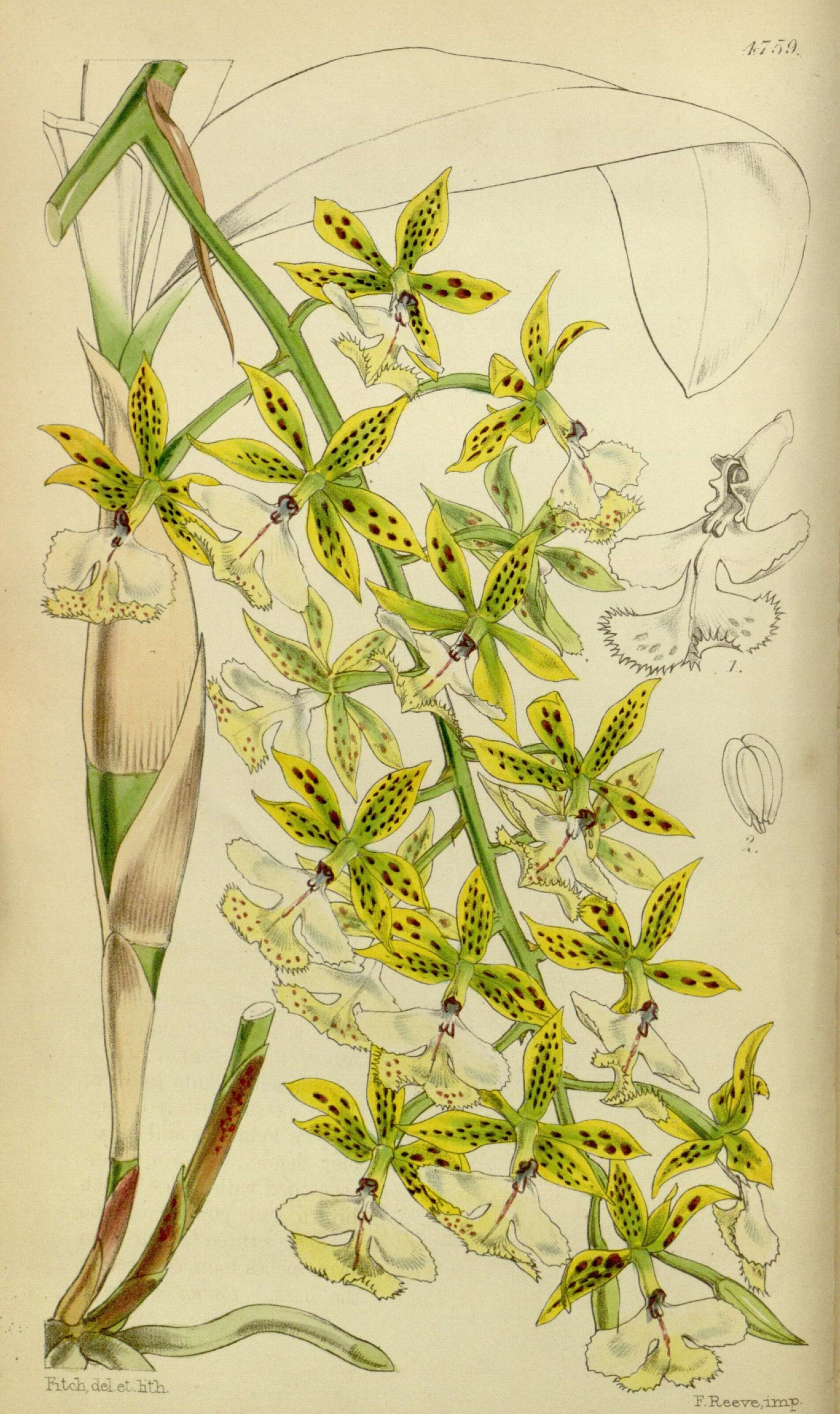 Image of Mr. Stamford’s Epidendrum