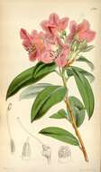 Imagem de Rhododendron cinnabarinum Hook. fil.