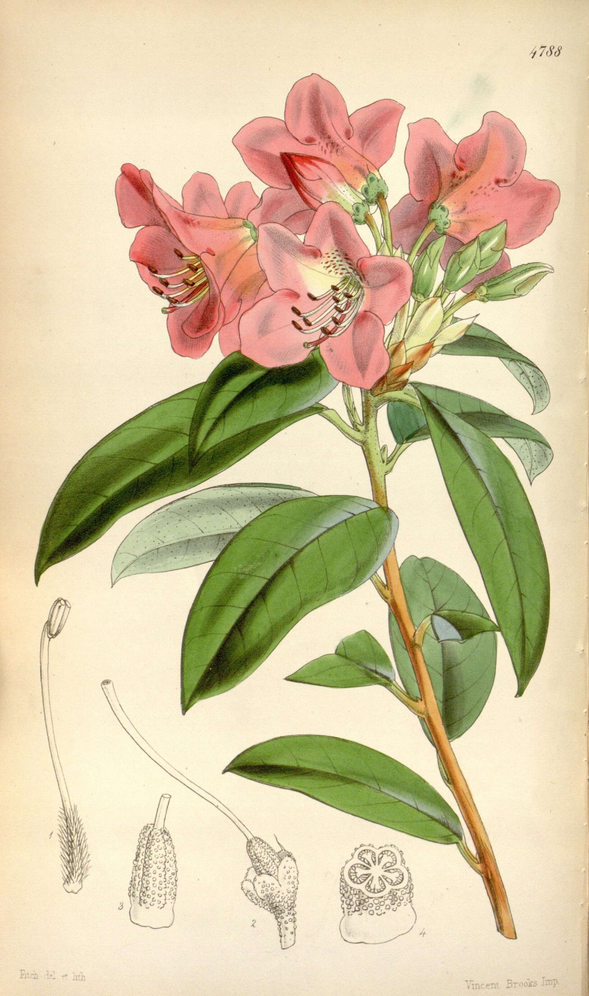 صورة Rhododendron cinnabarinum Hook. fil.