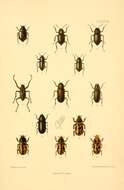 Georissus (Georissus) crenulatus (Rossi & P. 1794) resmi