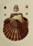 Слика од Pecten maximus (Linnaeus 1758)