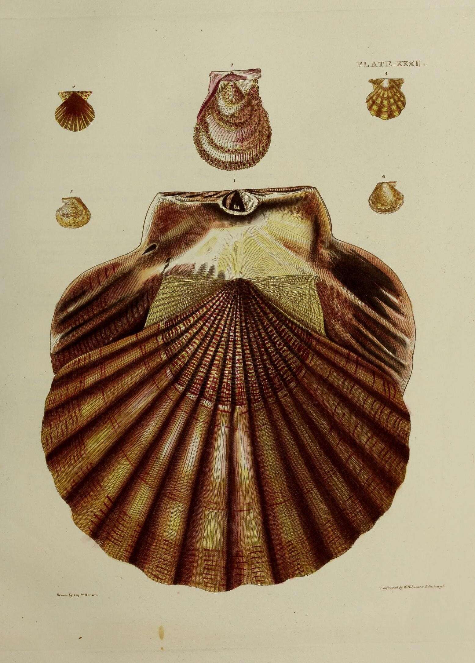 Plancia ëd Pecten maximus (Linnaeus 1758)