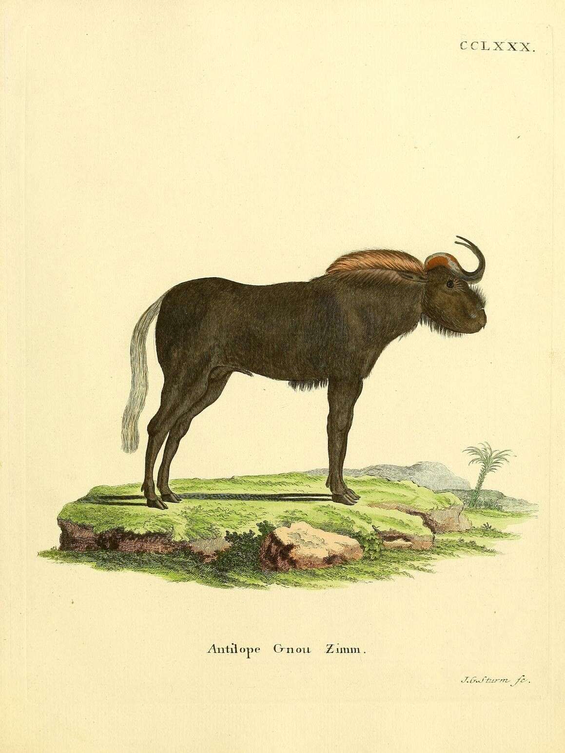 Слика од краволики антилопи
