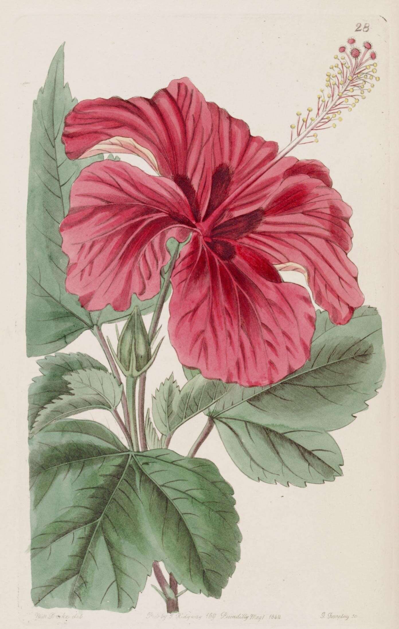 Image of Hibiscus cameronii Knowles & Westc.