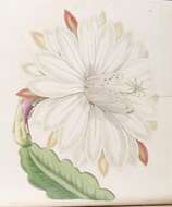 صورة Epiphyllum crenatum (Lindl.) G. Don