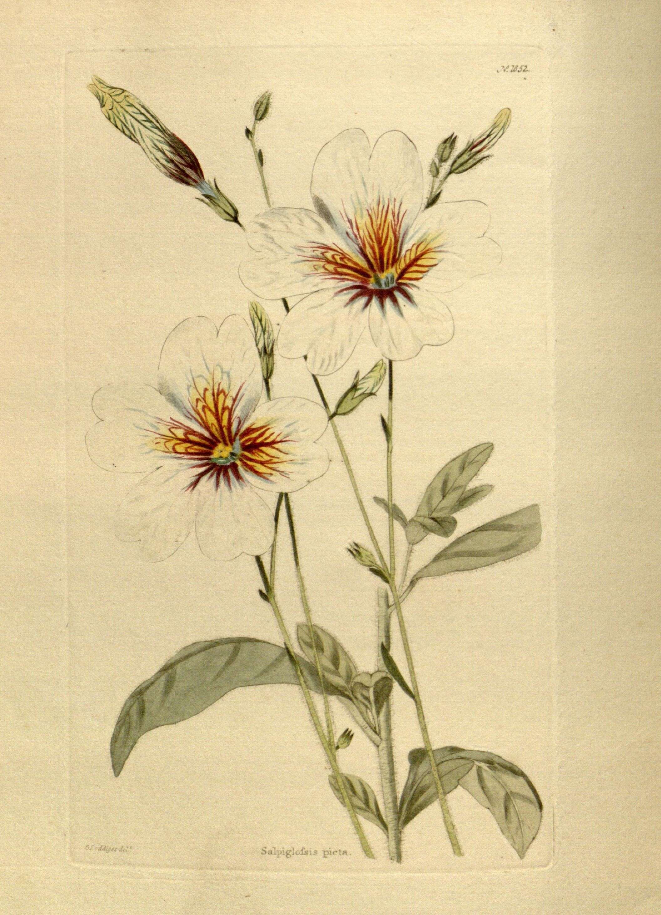 Image of salpiglossis