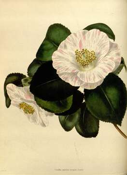 Image of camellia