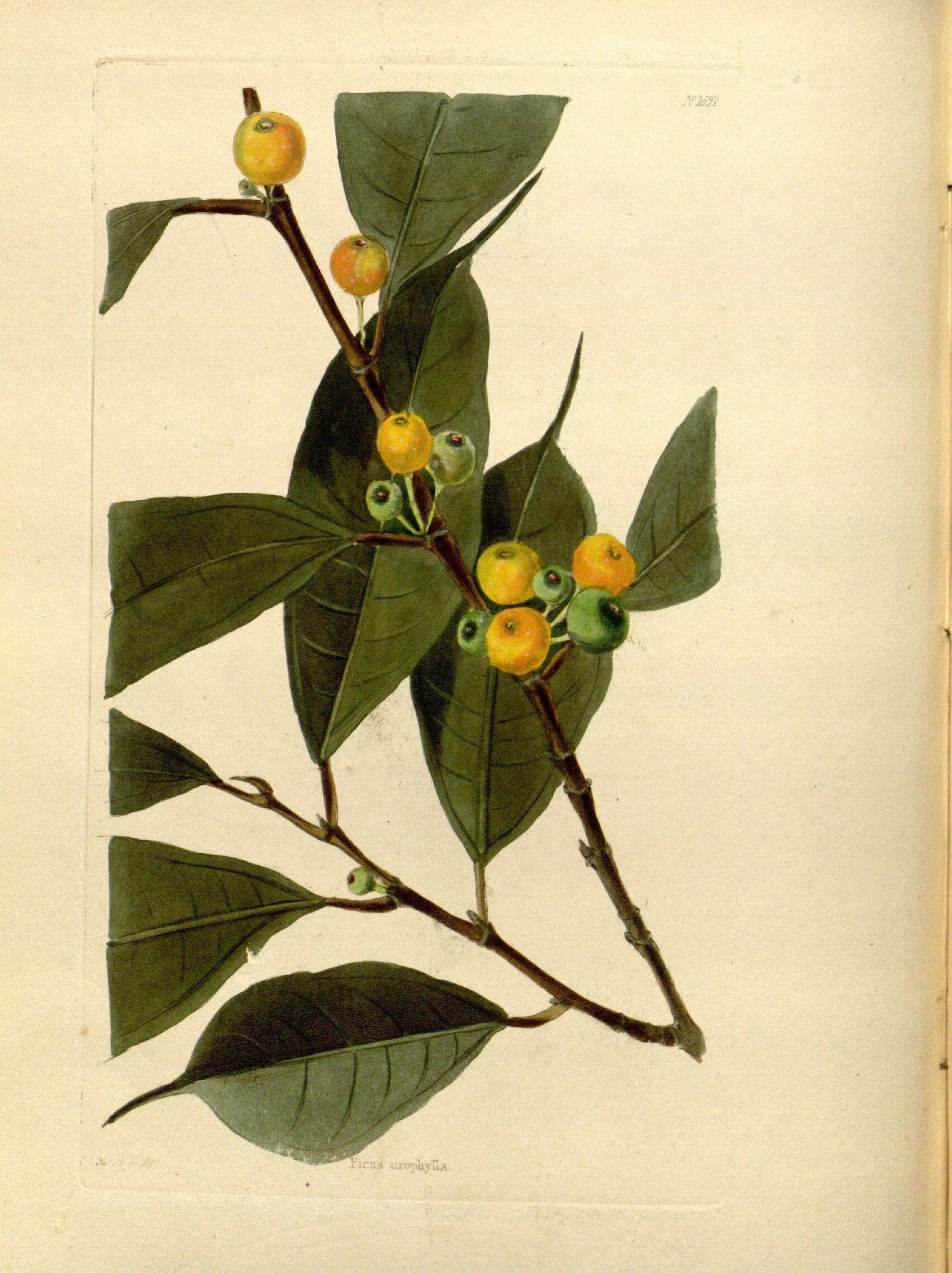 Image of Ficus heteropleura Bl.