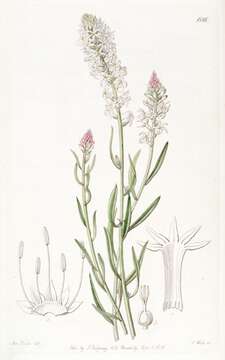 Image of Mountain Prescott Orchid