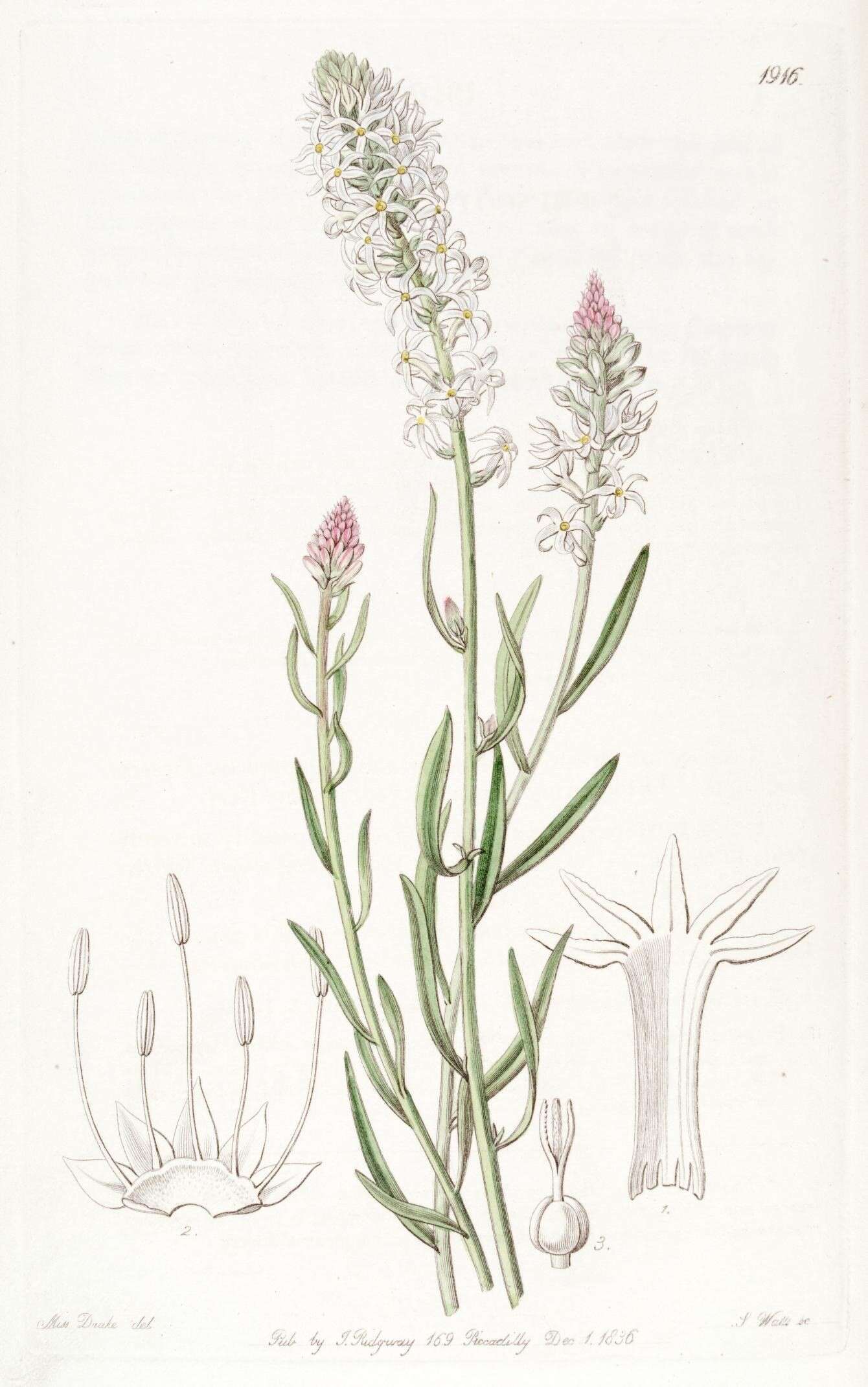 Image of Mountain Prescott Orchid