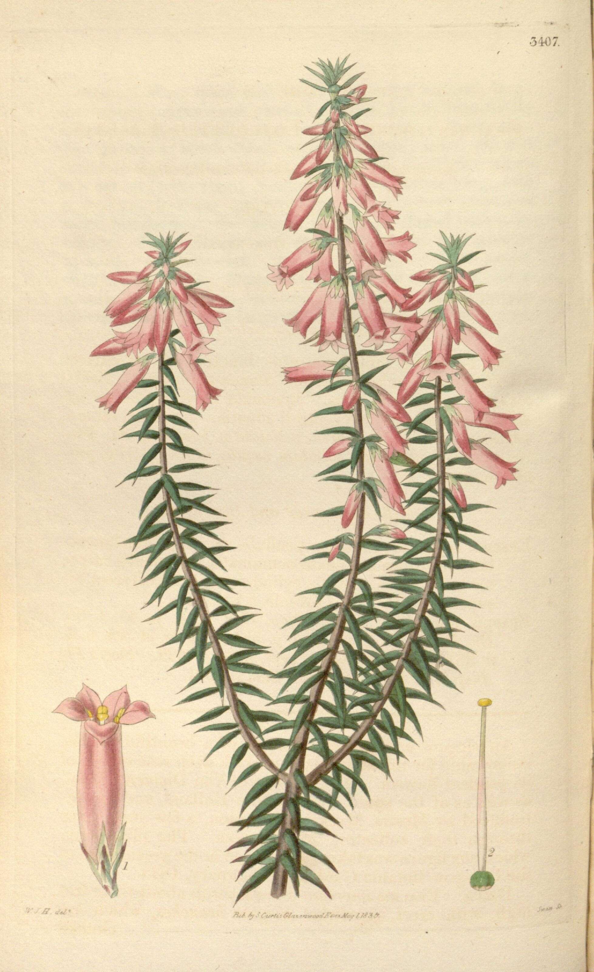 Plancia ëd Epacris impressa Labill.