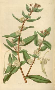 Image of Hakea ferruginea Sweet