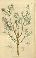 Image of Westringia eremicola A. Cunn. ex Benth.