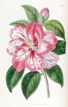 Слика од Camellia japonica L.