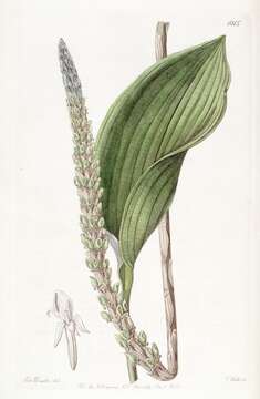 Sisyrinchium graminifolium Lindl.的圖片