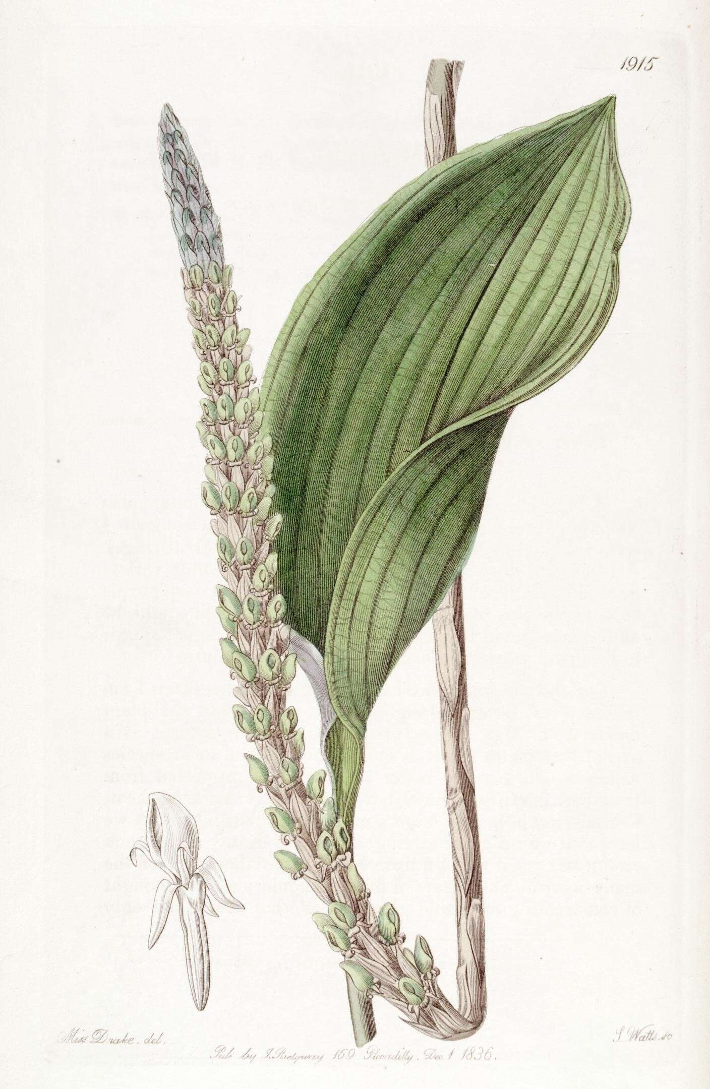 صورة Sisyrinchium graminifolium Lindl.