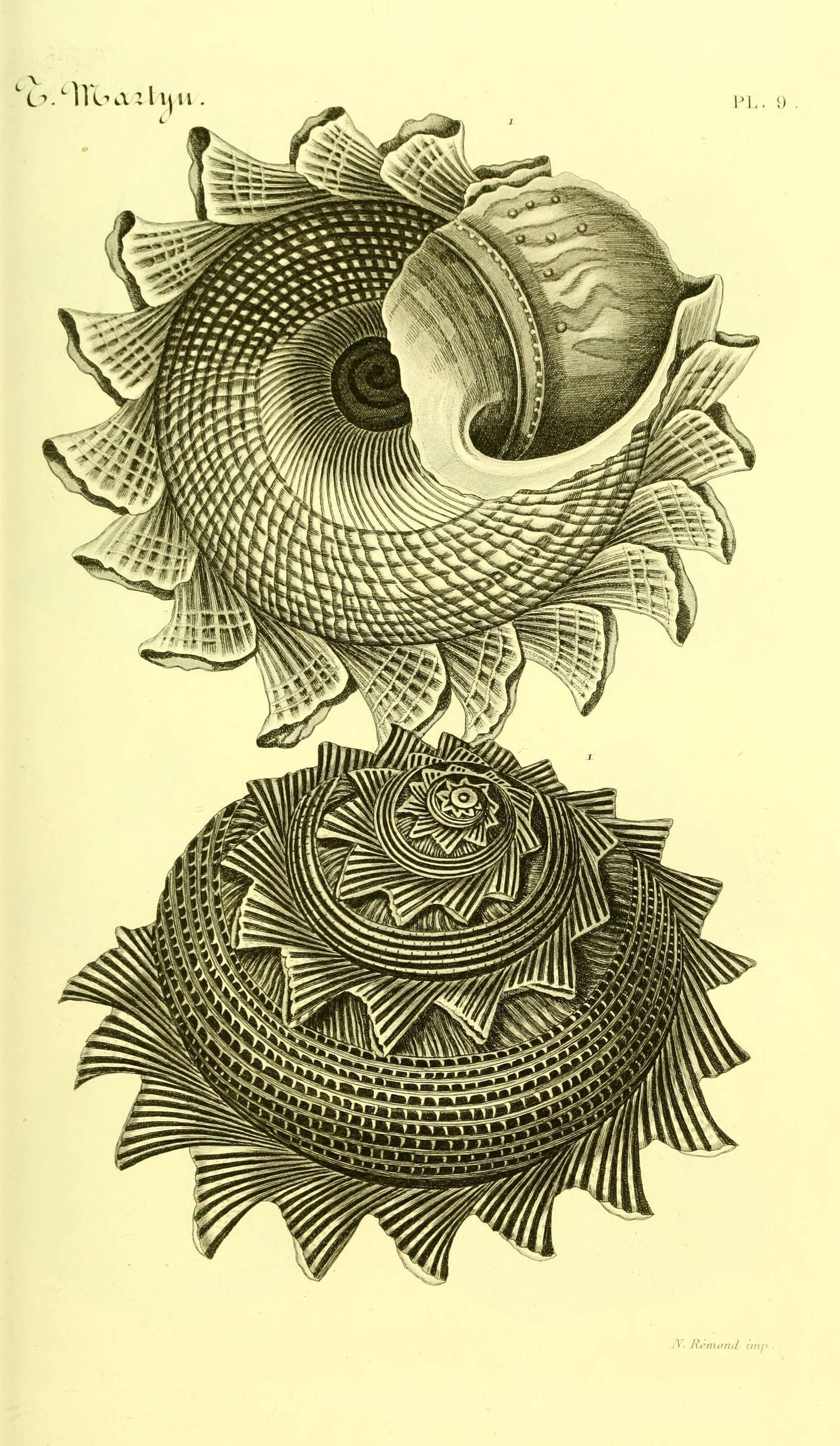 Image de Astraea heliotropium (Martyn 1784)