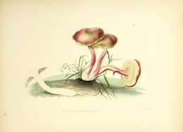 Image of Boletus subtomentosus L. 1753