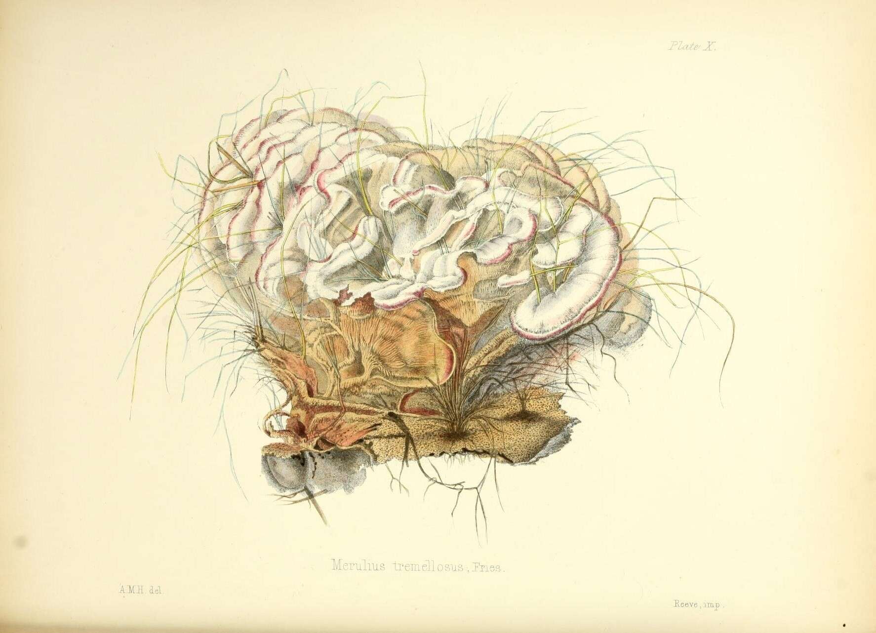 Image of Phlebia tremellosa (Schrad.) Nakasone & Burds. 1984