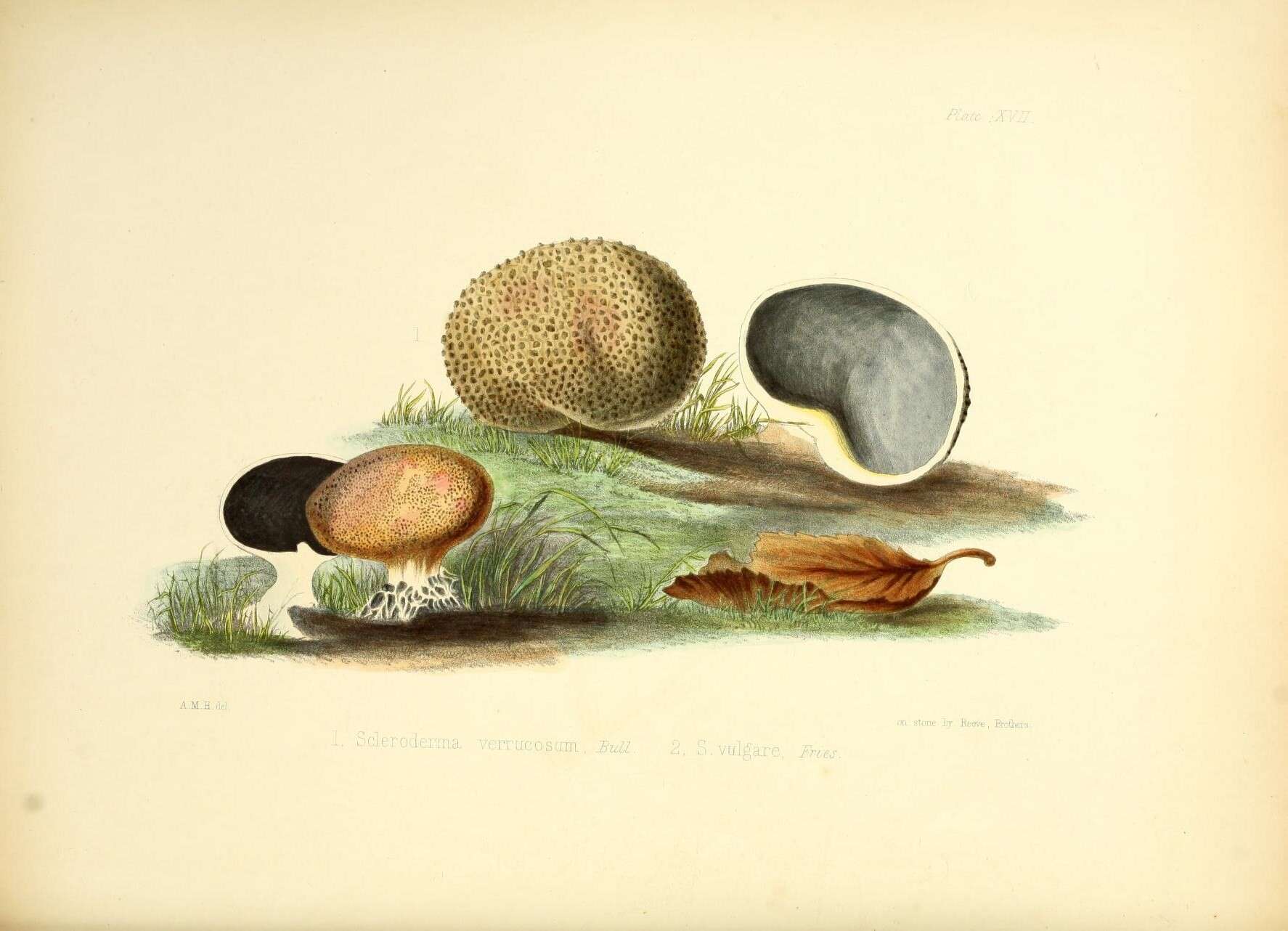 Image of Scleroderma verrucosum (Bull.) Pers. 1801