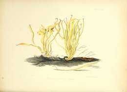 Clavulinopsis fusiformis (Sowerby) Corner 1950 resmi