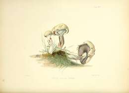 Image de Suillus viscidus (L.) Roussel 1796