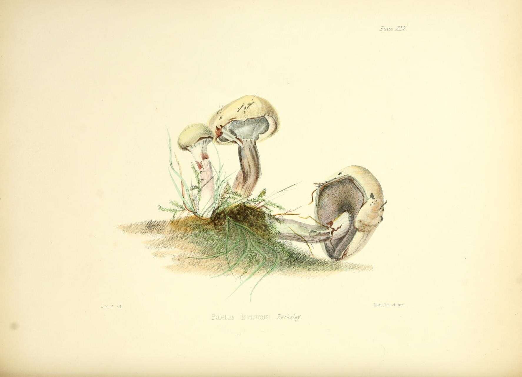 Image of Suillus viscidus (L.) Roussel 1796