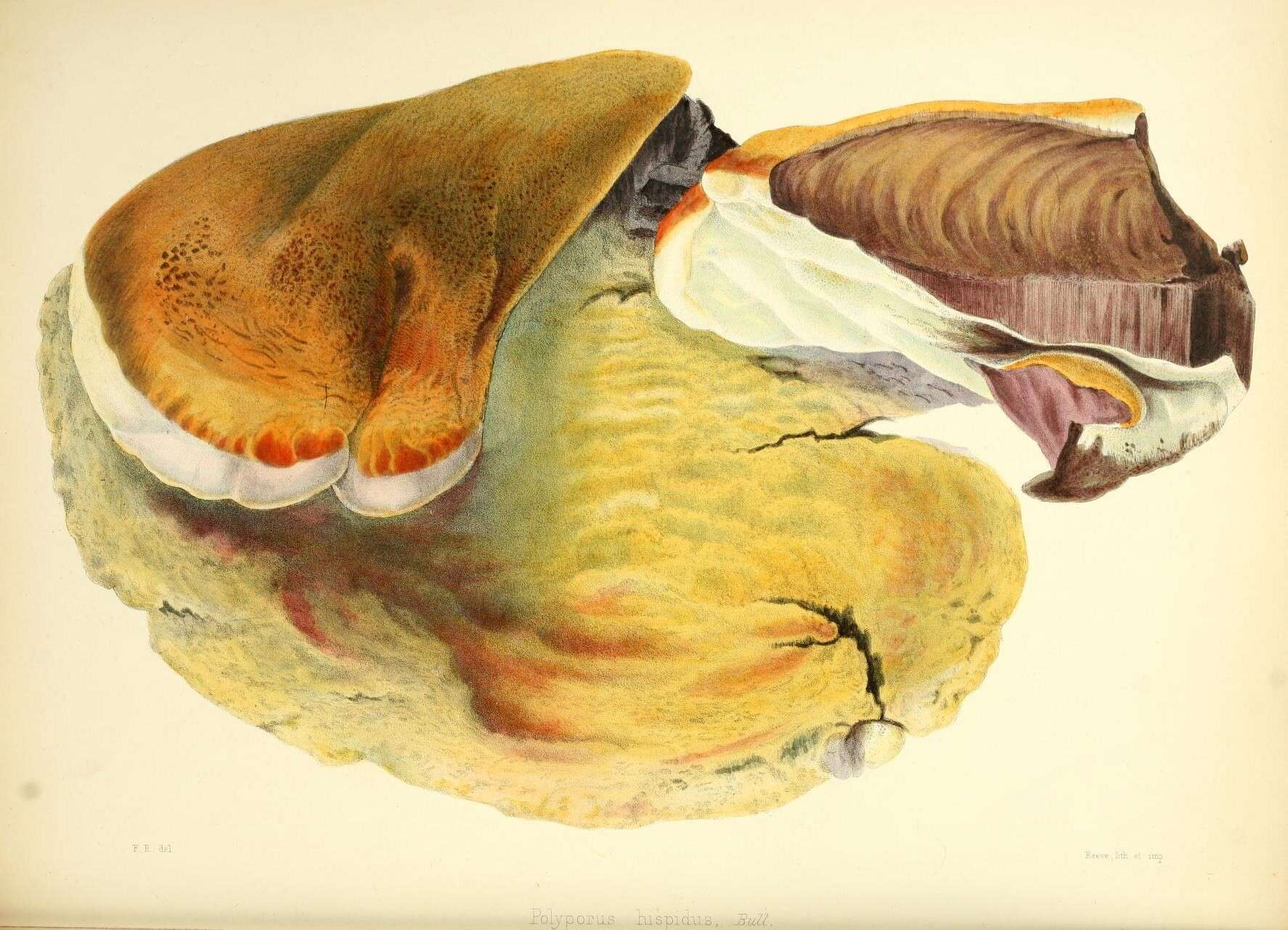 Inonotus hispidus (Bull.) P. Karst. 1879 resmi