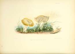 Image of Marasmius oreades (Bolton) Fr. 1836