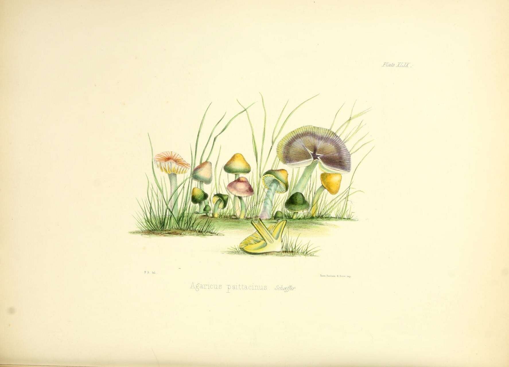 Image of Gliophorus psittacinus (Schaeff.) Herink 1958
