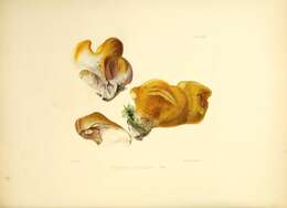 Image de Polyporus quercinus (Lázaro Ibiza) Sacc. & Trotter 1925