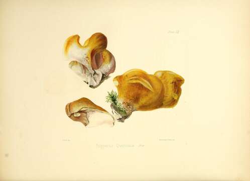 Image of Polyporus quercinus (Lázaro Ibiza) Sacc. & Trotter 1925