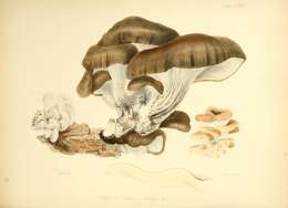 Image de Pleurotus euosmus (Berk.) Sacc. 1887