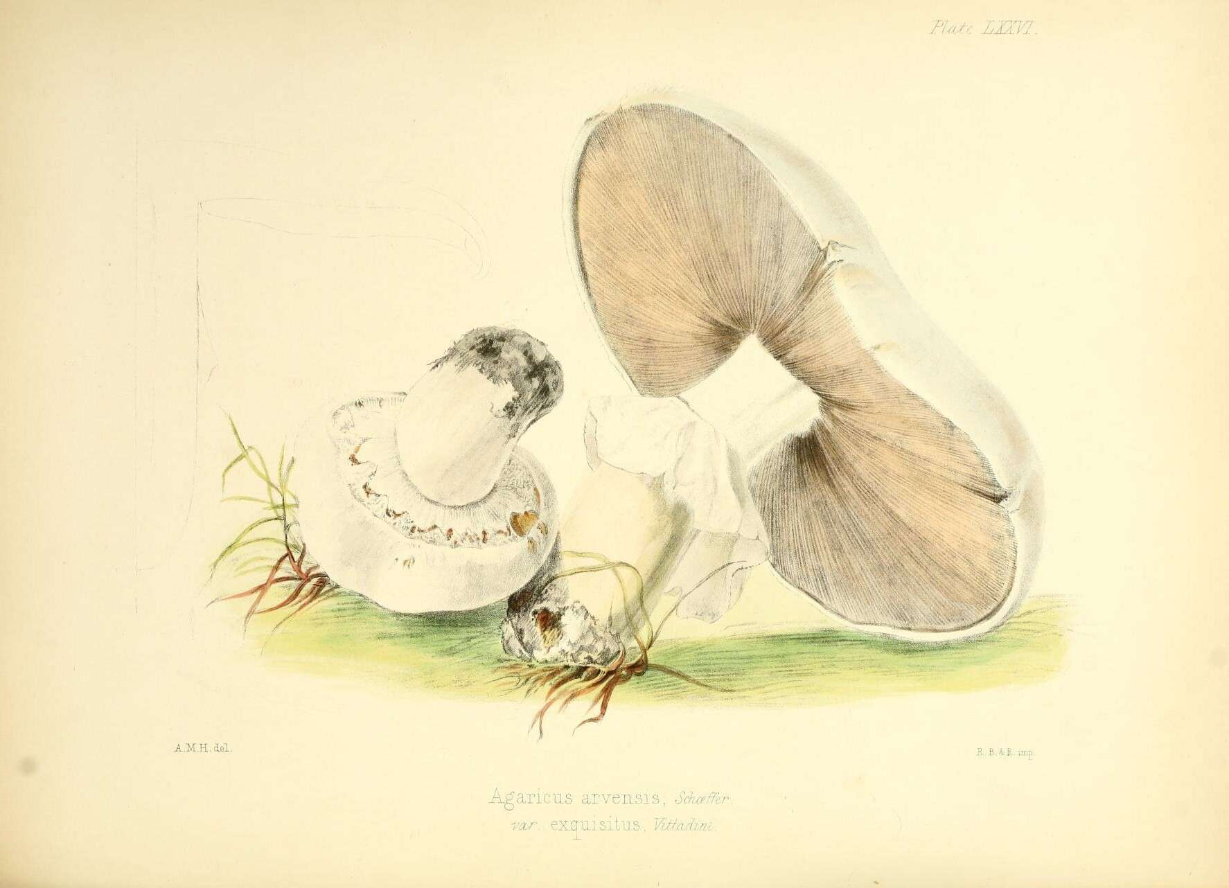 Image de Agaric des jachères