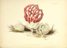 Image de Clathrus ruber P. Micheli ex Pers. 1801