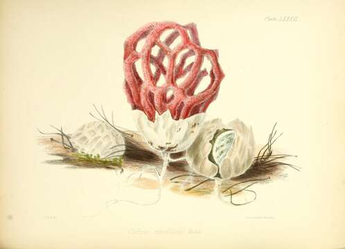 Image of Clathrus ruber P. Micheli ex Pers. 1801