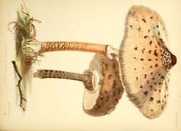 Image of Macrolepiota procera (Scop.) Singer 1948