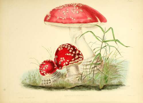 Image of Fly agaric