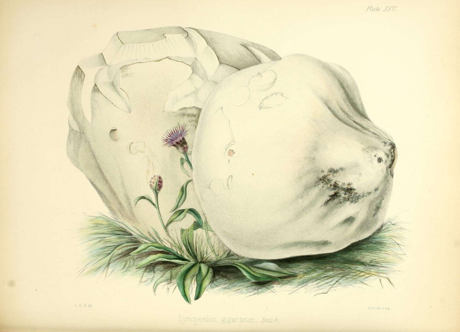Image of Calvatia gigantea (Batsch) Lloyd 1904
