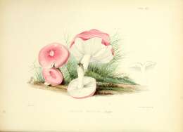 Image of Russula emetica (Schaeff.) Pers. 1796