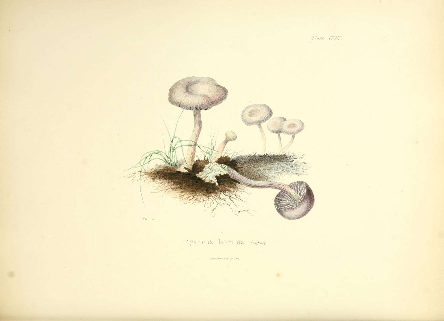 Image of Laccaria laccata (Scop.) Cooke 1884