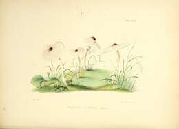 Image of Lepiota cristata (Bolton) P. Kumm. 1871