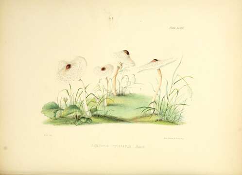 Слика од Lepiota cristata (Bolton) P. Kumm. 1871