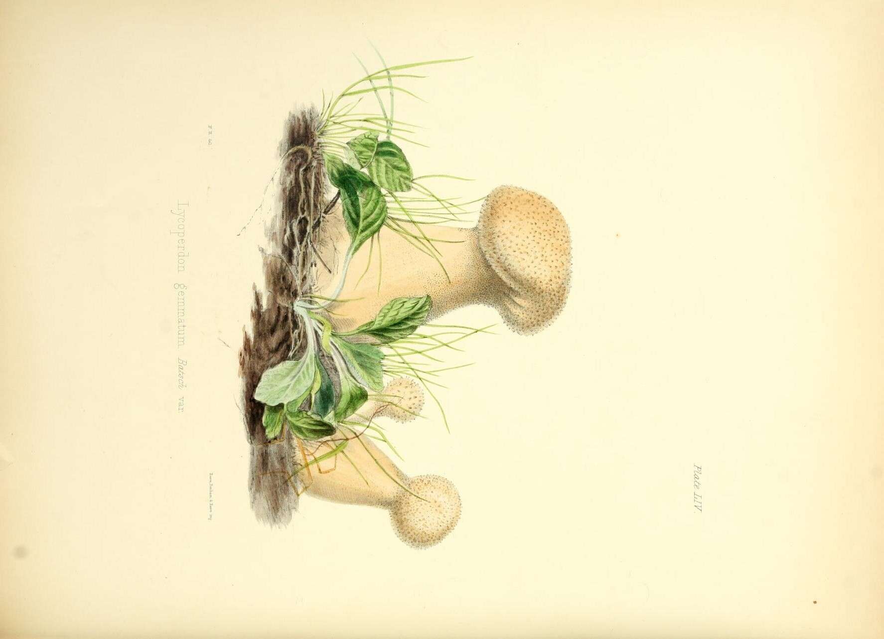 Imagem de Lycoperdon perlatum Pers. 1796