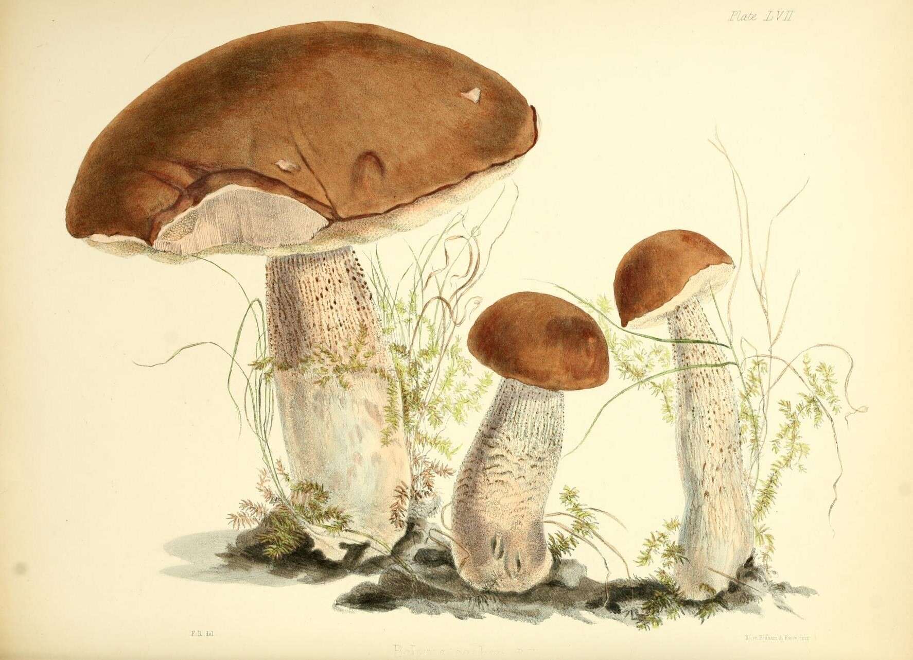 Image of Leccinum scabrum (Bull.) Gray 1821