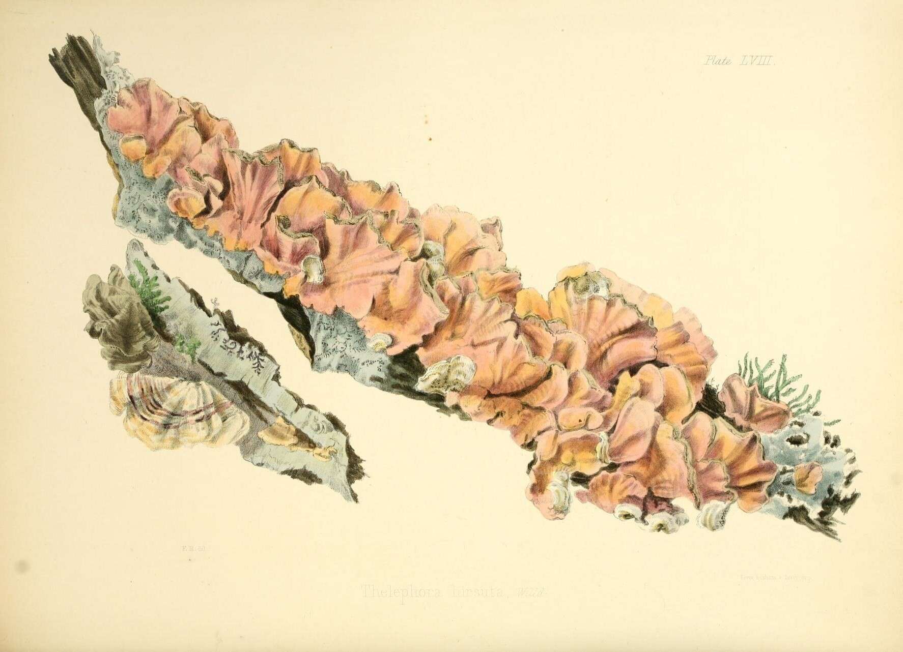 Image of Stereum hirsutum (Willd.) Pers. 1800