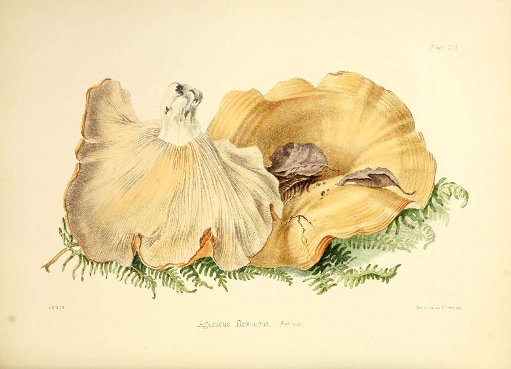 Image of Lactarius flexuosus (Pers.) Gray 1821