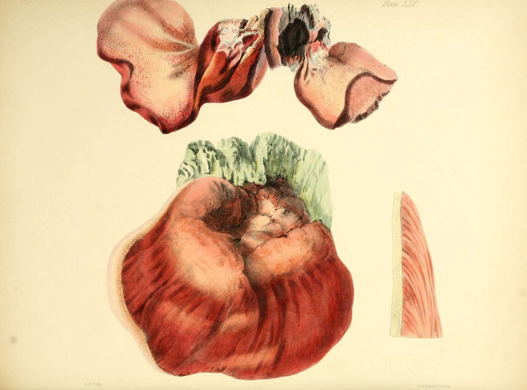 Image of Fistulinaceae